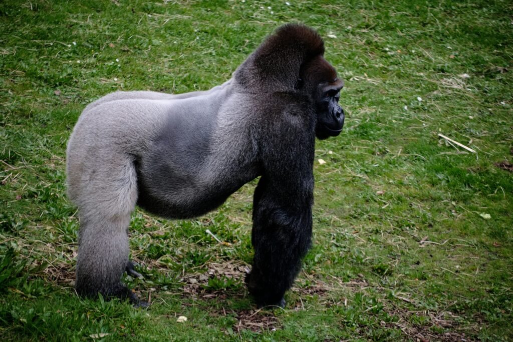 How to See Silverback Gorillas: Your Luxury Bwindi Fly-In Trekking Guide