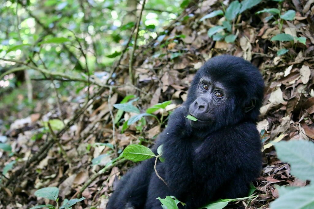 Gorilla Trekking