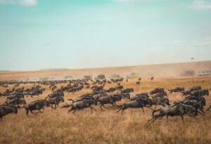harshil gudka akcvssdotgo unsplash