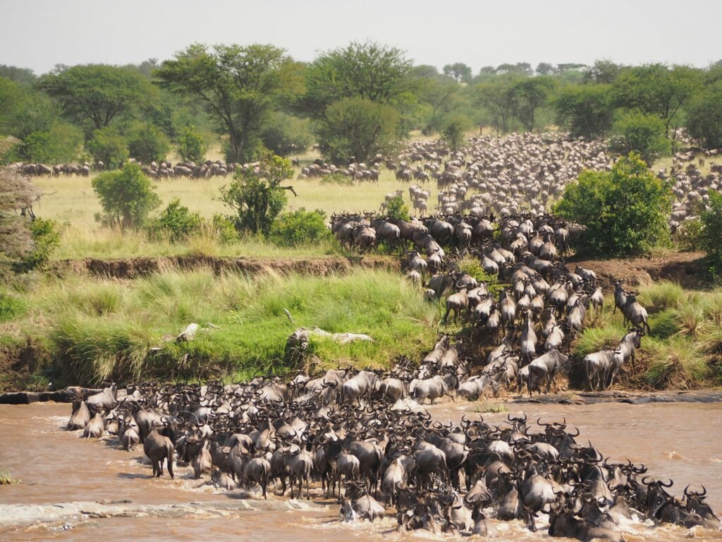 Great Migration Viewing
