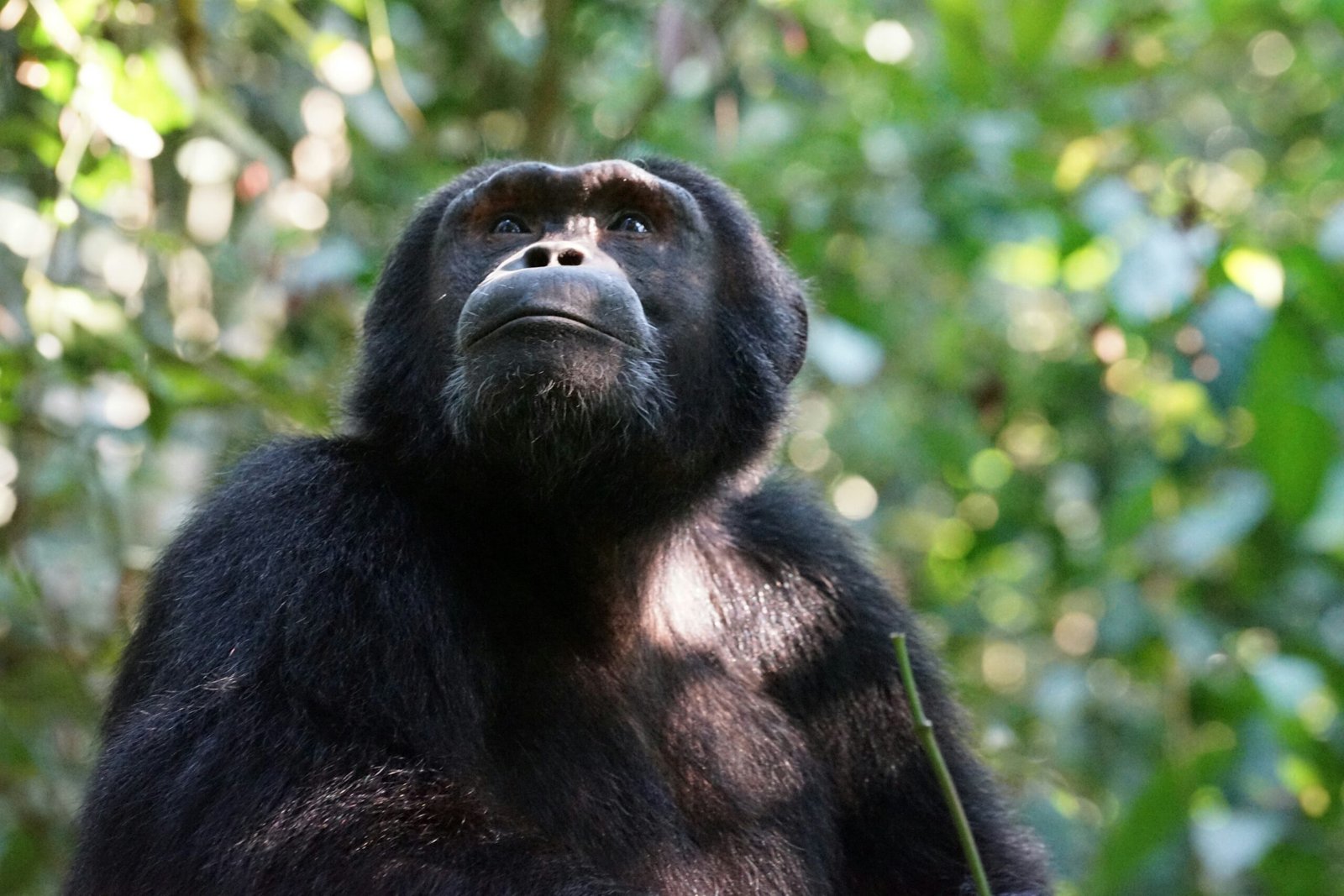 chimpanzee in tree
