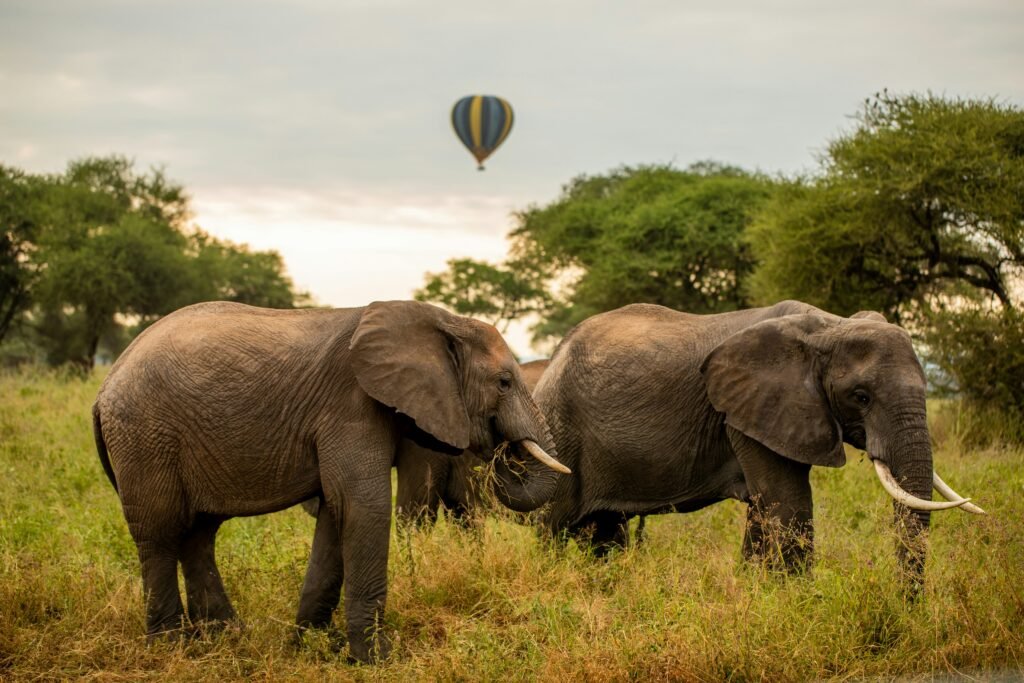 tanzania wild sky nhqojbbjgdk unsplash