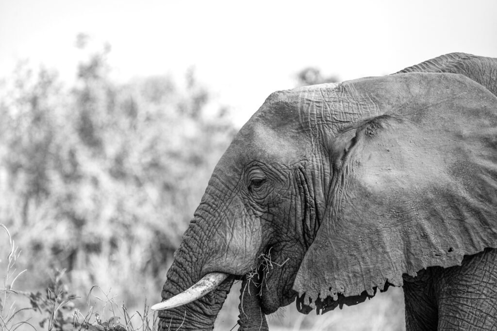 ajeet panesar srpses7 uh4 unsplash