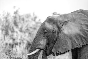 ajeet panesar srpses7 uh4 unsplash